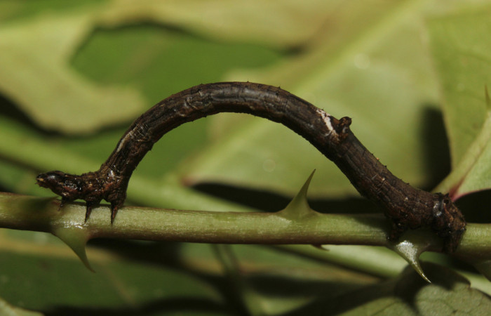Figura 9. Larva <i>Prochoerodes striata</i></i>, (Geometridae), vista lateral. (14-SRNP-71286-DHJ723554).