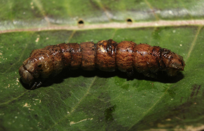 Figura 11. Prepupa de <i>Prochoerodes striata</i></i>, (Geometridae), vista lateral,  (14-SRNP-71286-DHJ723784).