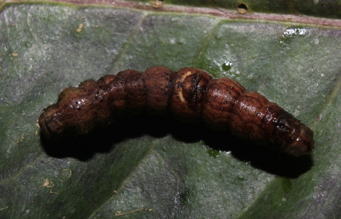 Figura 10. Prepupa de <i>Prochoerodes striata</i></i>, Geometridae, vista dorsal,  (14-SRNP-71286-DHJ723785).