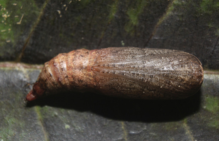 Figura 12. Pupa de <i>Prochoerodes striata</i></i>, (Geometridae), vista lateral,  (14-SRNP-71286-DHJ723791).