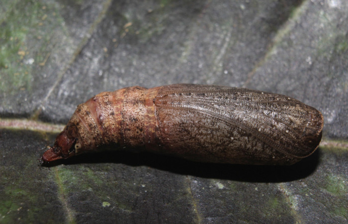 Figura 13. Pupa de <i>Prochoerodes striata</i></i>, (Geometridae), vista lateral,  (14-SRNP-71286-DHJ723794).