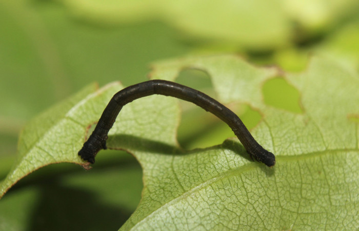 Figura 6. Larva <i>Prochoerodes striata</i></i>, (Geometridae), vista lateral. (14-SRNP-71367-DHJ723583).