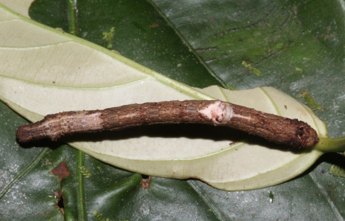 Figura 8. Larva <i>Prochoerodes striata</i></i>, Geometridae, vista dorsal. (17-SRNP-30625-DHJ736301).
