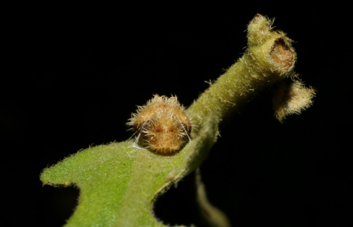 Fig. 5. Pupa <i>Arawacus sito</i></i> vista desde el frente. Voucher 05-SRNP-34648-DHJ420442.jpg