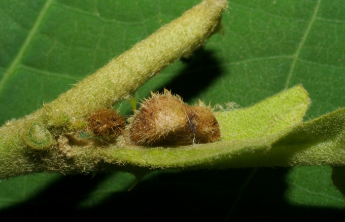 Fig. 6. Pupa <i>Arawacus sito</i></i> vista lateral entero.
Voucher 05-SRNP-34648-DHJ420443.jpg