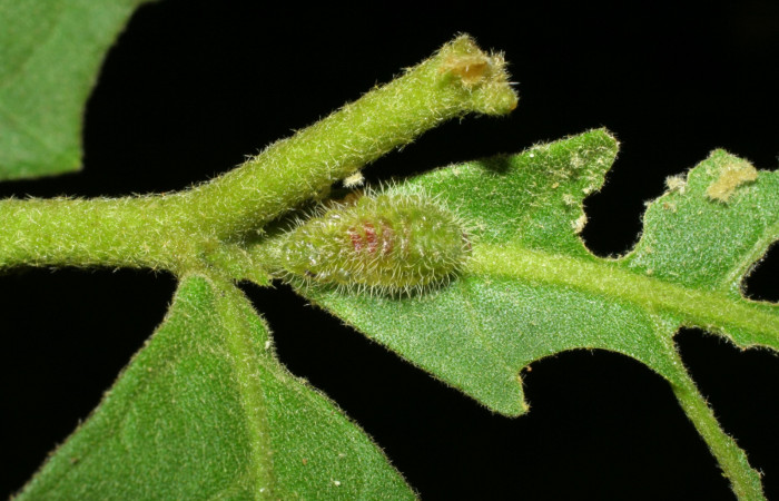  Fig. 11. Larva <i>Arawacus sito</i></i>, último estadio, parasitada  por avispa de la familia Chalcidae, chalJanzen01 Janzen24. Sector Pitilla localidad Pasmompa.  Voucher 05-SRNP-34648-DHJ424406.jpg