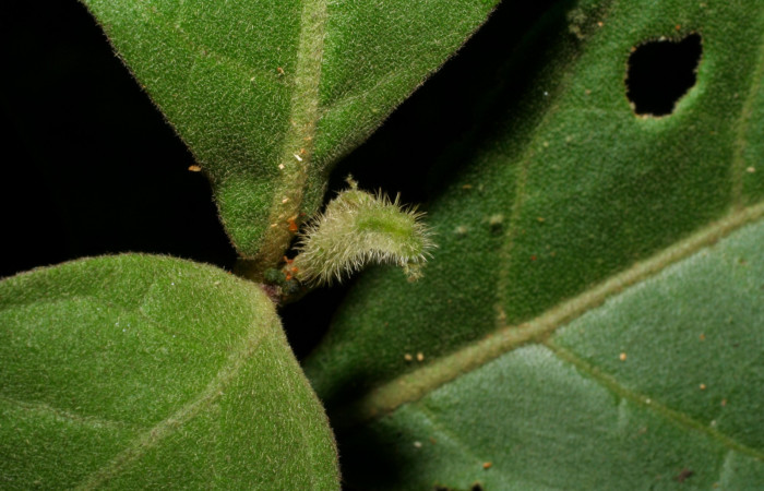Fig. 3. Larva  <i>Arawacus sito</i></i> vista lateral entero en penúltimo estadío. Voucher 05-SRNP-34680-DHJ420448.jpg.
