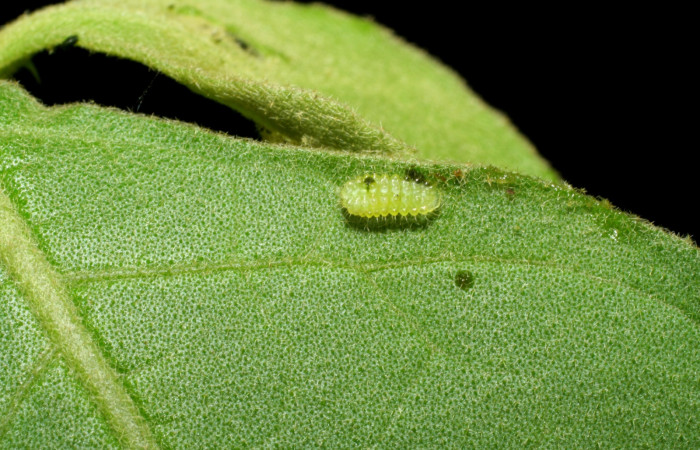  Fig 1. Larva  <i>Arawacus sito</i></i> vista lateral entero en segundo estadío. Voucher 05-SRNP-34680-DHJ423346.jpg