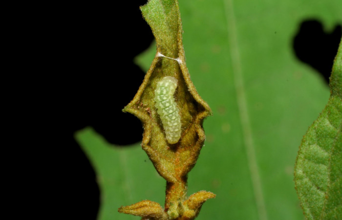 Fig. 2. Larva  <i>Arawacus sito</i></i> vista dorsal entero en tercer estadío.Voucher 05-SRNP-70152-DHJ420641.jpg.