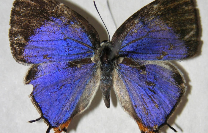 Fig. 7. Adulto <i>Arawacus sito</i></i> vista dorsal (macho) envergadura 24 mm.
Voucher 93-SRNP-8113-DHJ362984