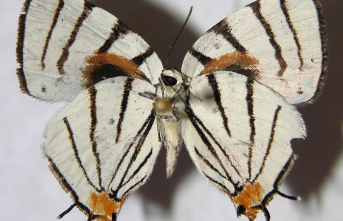 Fig. 8. Adulto <i>Arawacus sito</i></i> vista  (macho) envergadura 24 mm.
Voucher 93-SRNP-8113-DHJ362985