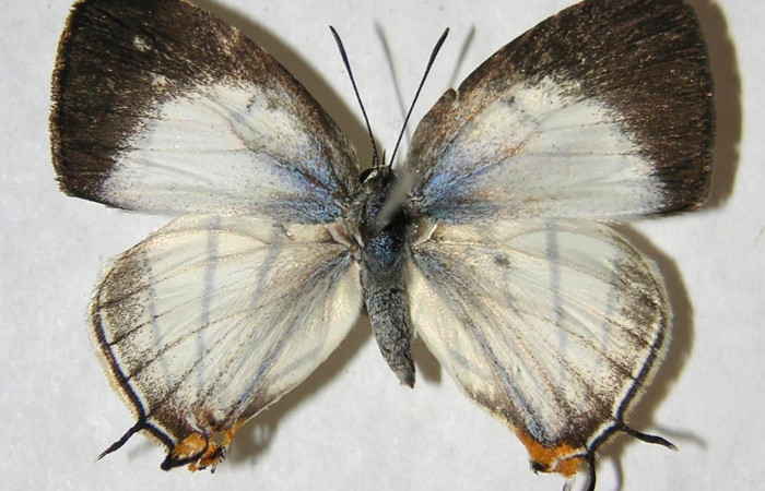 Fig. 9 .Adulto <i>Arawacus sito</i></i> vista dorsal (hembra) envergadura 26 mm.Voucher 97-SRNP-10127-DHJ363020.