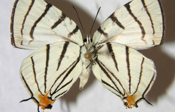 Fig. 10.Adulto <i>Arawacus sito</i></i> vista ventral  (hembra) envergadura 26 mm.
Voucher 97-SRNP-10127-DHJ363021