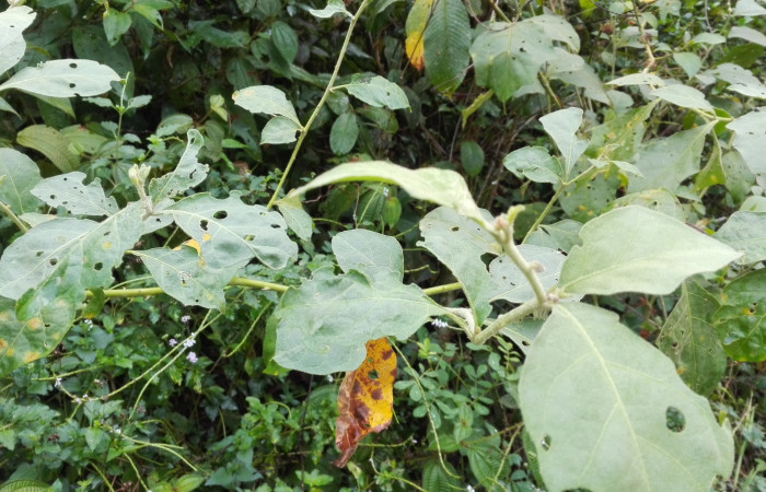 Fig. 4. Planta <i>Solanum hayesii</i></i>, hospedera de larva <i>Arawacus sito</i></i> (Lycaenidae) creciendo en los alrededores de Estación Llanura. Foto, Cirilo Umaña Dominguez, fecha 05/07/2020.