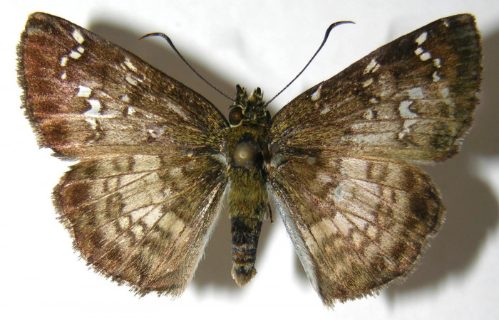Figura 1. Adulto de <i>Carrhenes calidius</i></i> (Hesperiidae), vista dorsal, localidad San Lucas Sector Rincón Rain Forest ACG (320m). Voucher: 06-SRNP-42412-DHJ351750.jpg.