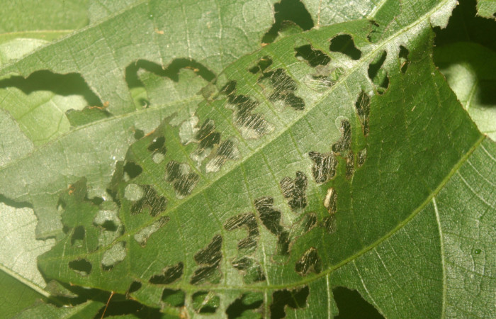 Figura 2. Casita de <i>Carrhenes calidius</i></i> (Hesperiidae), localidad Medrano Estación Quica Sector Pitilla ACG (380m). Voucher: 13-SRNP-71316-DHJ702842.jpg.