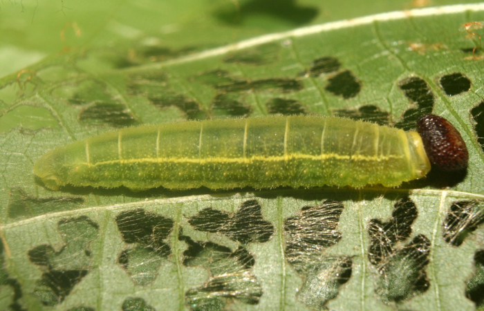 Figura 5. Larva <i>Carrhenes calidius</i></i> (Hesperiidae), penúltimo estadío (PU) vista lateral mide (23mm), localidad Medrano Estación Quica Sector Pitilla ACG (380m). Voucher: 13-SRNP-71316-DHJ702846.jpg.
