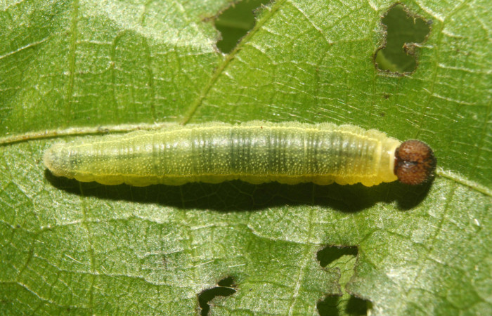 Figura 4. Larva <i>Carrhenes calidius</i></i> (Hesperiidae), tercer estadío (PPU) vista dorsal mide (15mm), localidad Medrano Estación Quica Sector Pitilla ACG (380). Voucher: 13-SRNP-71319-DHJ702852.jpg.