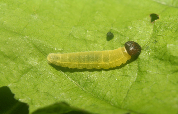 Figura 3. Larva <i>Carrhenes calidius</i></i> (Hesperiidae), segundo estadío (PPPU) vista dorsal mide (10mm), localidad Medrano Estación Quica Sector Pitilla ACG (380m). Voucher: 13-SRNP-71320-DHJ702859.jpg.