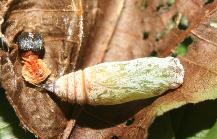 Figura 8. Pupa de <i>Carrhenes calidius</i></i> (Hesperiidae), vista dorsal localidad Medrano Estación Quica Sector Pitilla ACG (380m). Voucher: 13-SRNP-71320-DHJ702936.jpg.