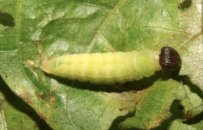 Figura 7. Prepupa de  <i>Carrhenes calidius</i></i> (Hesperiidae), vista dorsal localidad Medrano Estación Quica Sector Pitilla ACG (380m). Voucher: 13-SRNP-71384-DHJ702966.jpg.