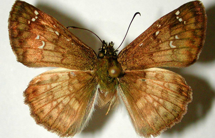 Figura 9. Adulto de <i>Carrhenes calidius</i></i> (Hesperiidae), macho vista dorsal, localidad Bosque San Emilio Sector Santa Rosa ACG (300m). Voucher: 82-SRNP-543.1-DHJ32870.jpg.