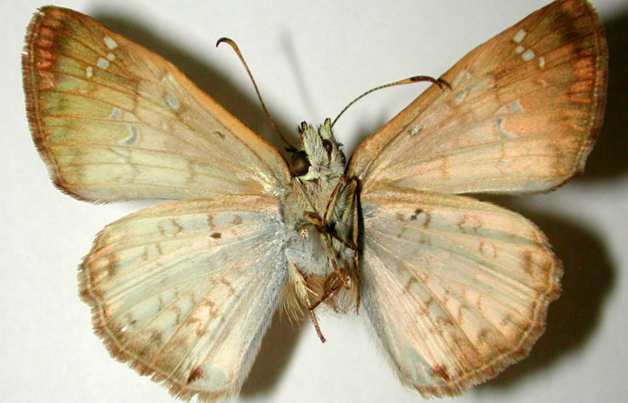 Figura 10. Adulto de <i>Carrhenes calidius</i></i> (Hesperiidae), vista ventral, localidad Bosque San Emilio Sector Santa Rosa ACG (300m). Voucher: 82-SRNP-543.1-DHJ32871.jpg.