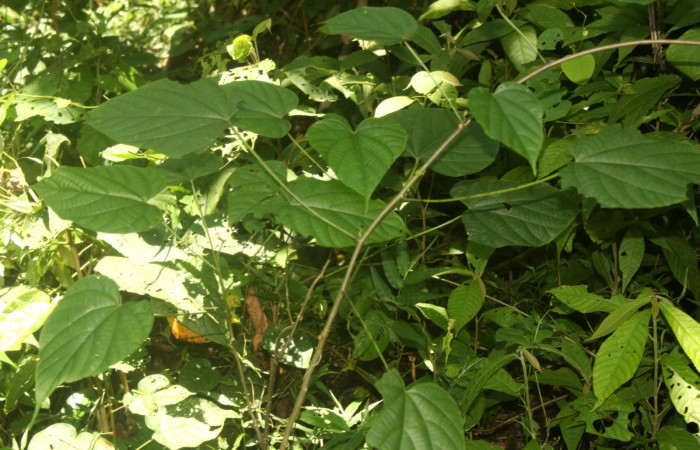 Figura 11. Planta hospedera de <i>Carrhenes calidius</i></i> (Hesperiidae), esta planta se llama <i>Byttneria catalpifolia</i></i> (Malvaceae), localidad Medrano Estación Quica Sector Pitilla ACG (380m).
