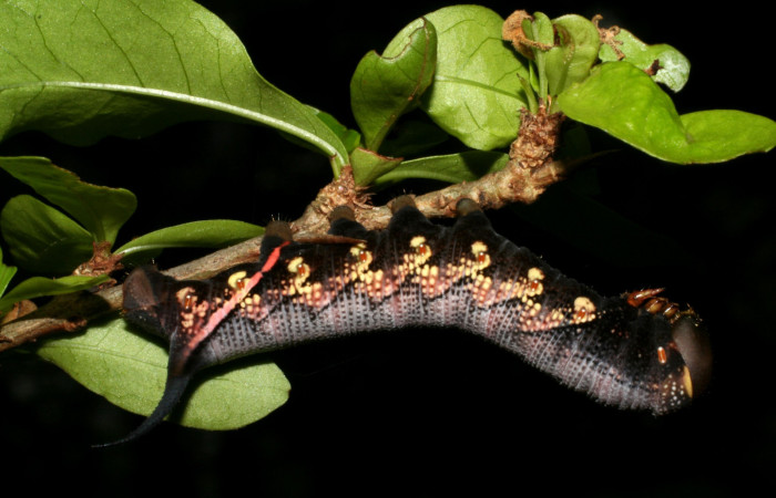 Fig. 11. Larva de <i>Aellopus titan</i></i> (Sphingidae). Voucher: 05-SRNP-15563-DHJ403352