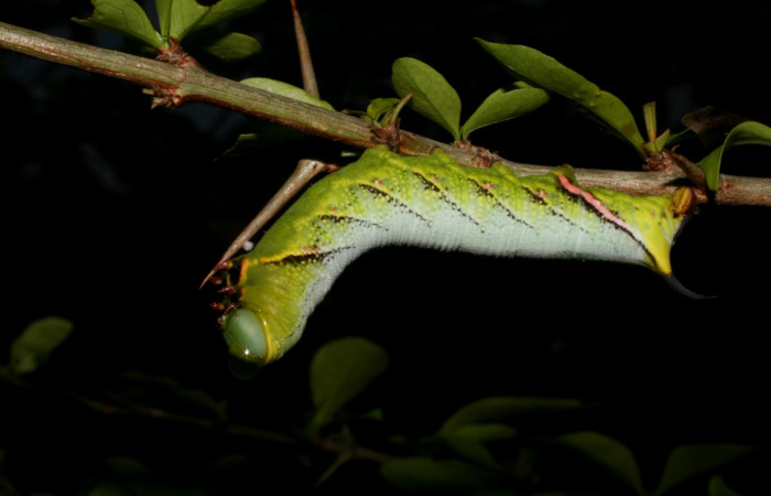 Fig. 10. Larva de <i>Aellopus titan</i></i> (Sphingidae). Voucher: 05-SRNP-15564-DHJ403358