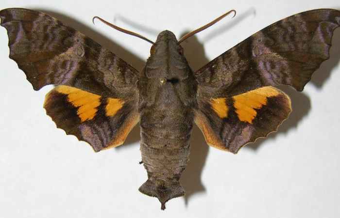 Fig. 1. Macho de  <i>Nyceryx coffaeae</i></i> (Sphingidae)  vista dorsal. Voucher: 06-SRNP-2302-DHJ347454.