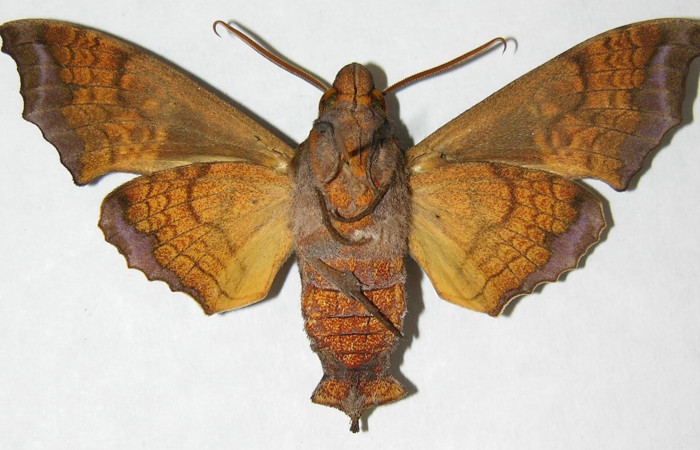 Fig. 2. Macho de <i>Nyceryx coffaeae</i></i> (Sphingidae)  vista ventral. Voucher: 06-SRNP-2302-DHJ347455.