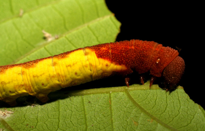 Fig. 7. Larva alimentansose,  <i>Nyceryx coffaeae</i></i> (Sphingidae). Voucher: 06-SRNP-2494-DHJ410370.