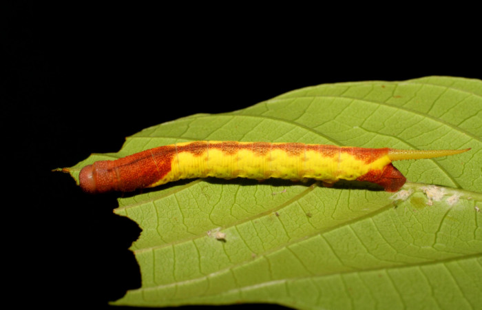 Fig. 6. Larva en tercer estadío de <i>Nyceryx coffaeae</i></i> (Sphingidae). Voucher: 06-SRNP-2494-DHJ410377.