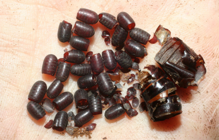 Fig. 21.  Puparios de <i>Houghia chavarriae</i></i> (Tachinidae) en <i>Nyceryx coffaeae</i></i> (Sphingidae). Voucher: 07-SRNP-58359-DHJ462010.