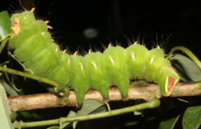 Fig. 8. Larva de <i>Eacles imperialis</i></i> (Saturniidae). Voucher: 11-SRNP-3953-DHJ486974