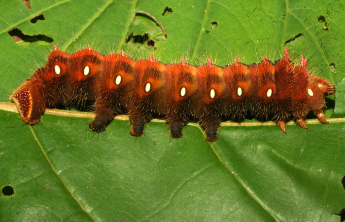 Fig. 9. Larva de <i>Eacles imperialis</i></i> (Saturniidae). Voucher: 11-SRNP-71138-DHJ497511