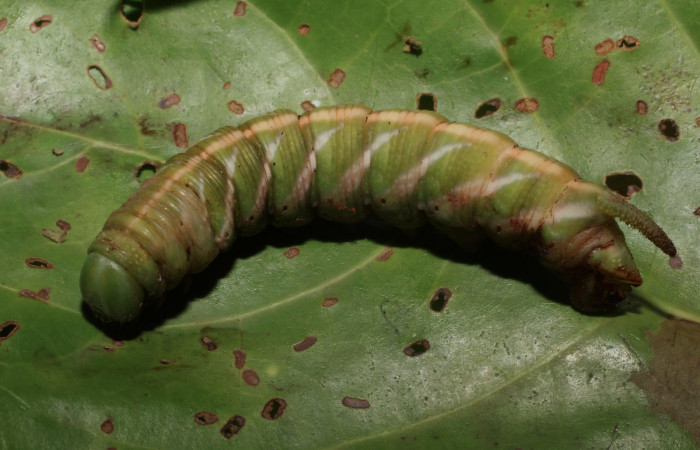 Fig. 18.  Prepupa vista lateral de <i>Nyceryx coffaeae</i></i> (Sphingidae). Voucher: 18-SRNP-65349-DHJ488533.