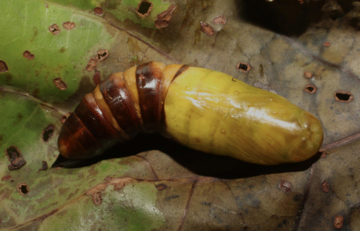 Fig. 19.  Pupa vista ventral de <i>Nyceryx coffaeae</i></i> (Sphingidae). Voucher: 18-SRNP-65349-DHJ488535.
