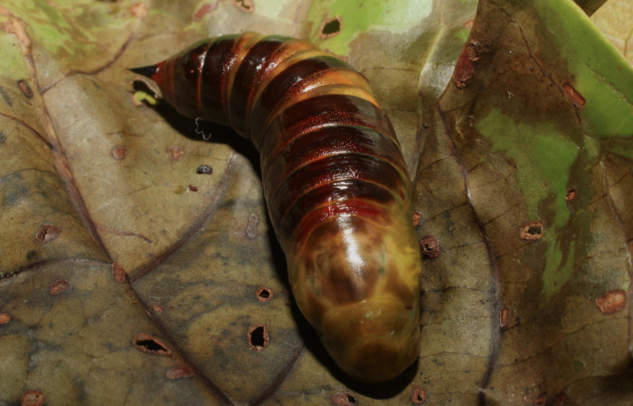 Fig. 20.  Pupa vista dorsal de <i>Nyceryx coffaeae</i></i> (Sphingidae). Voucher: 18-SRNP-65349-DHJ488537.