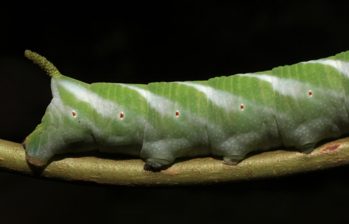 Fig. 15.Vista posterior de <i>Nyceryx coffaeae</i></i> (Sphingidae), comiendo <i>Chimarrhis parviflora</i></i> (Rubiaceae). Voucher: 18-SRNP-65396-DHJ488606.