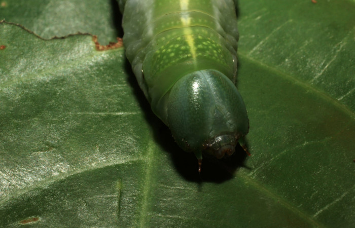 Fig. 16. Detalle cabeza de  <i>Nyceryx coffaeae</i></i> (Sphingidae). Voucher: 18-SRNP-65396-DHJ488607.