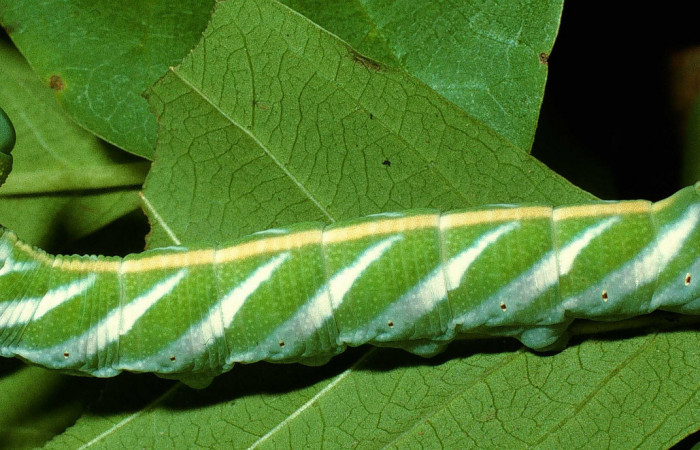 Fig. 14.Vista dorsal de <i>Nyceryx coffaeae</i></i> (Sphingidae), comiendo <i>Calycophyllum candidissimum</i></i> (Rubiaceae). Voucher: 95-SRNP-6312-DHJ23952.