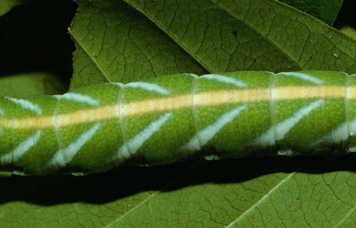 Fig. 12. Larva en último estadío de <i>Nyceryx coffaeae</i></i> (Sphingidae). Voucher: 95-SRNP-6312-DHJ23954.