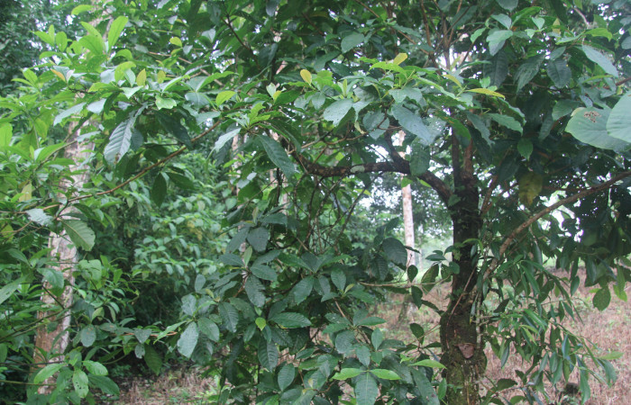 Fig. 5. <i>Chimarrhis parviflora</i></i> (Rubiaceae)  planta hospedera de <i>Nyceryx coffaeae</i></i> (Sphingidae) 