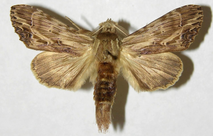 Figura 20. Adulto de <i>Xylodonta patrickgoodwilliei</i></i> (Notodontidae), macho vista dorsal, localidad Río Blanco Abajo, Sector San Cristóbal ACG (500m). Voucher: 00-SRNP-11319-DHJ310230.jpg.