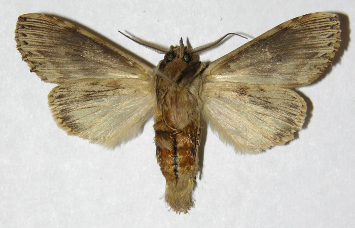 Figura 5. Adulto de <i>Xylodonta markvanputteni</i></i> (Notodontidae), macho vista ventral, localidad Cementerio Viejo, Sector San Cristóbal ACG (570m). Voucher: 04-SRNP-60205-DHJ310203.jpg.