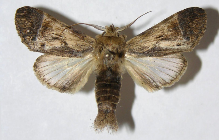 Figura 10. Adulto de <i>Xylodonta guarana</i></i> (Notodontidae), macho vista dorsal, localidad Area Administrativa, Sector Santa Rosa ACG (295m). Voucher: 05-SRNP-60573-DHJ330994.jpg.