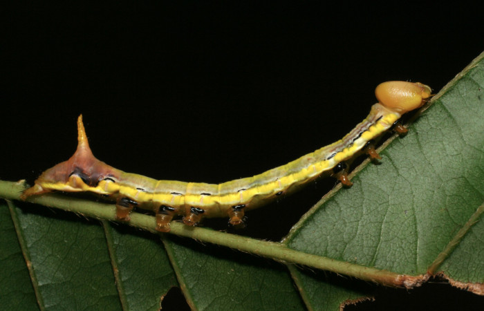 Figura 18. Larva <i>Xylodonta patrickgoodwilliei</i></i> (Notodontidae), último estadío (U) vista lateral, localidad Sendero Juntas, Sector Rincón Rain Forest ACG (400m). Voucher: 06-SRNP-40459-DHJ414030.jpg.