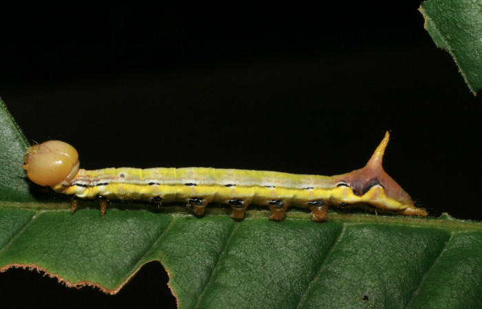 Figura 19. Larva <i>Xylodonta patrickgoodwilliei</i></i> (Notodontidae), último estadío (U) vista lateral, localidad Sendero Juntas, Sector Rincón Rain Forest ACG (400m). Voucher: 06-SRNP-40459-DHJ414032.jpg.